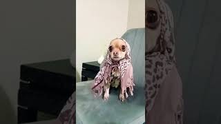 Şımarık Pascal  Misafir Sevmiyor 😂😂 #pets #chihuahua #birds #funny #shorts