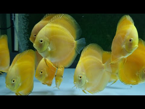Video Cá Dĩa Dưa Hấu Đỏ, Vàng Chanh, Oranda màu đen đuôi hoa... - youtube