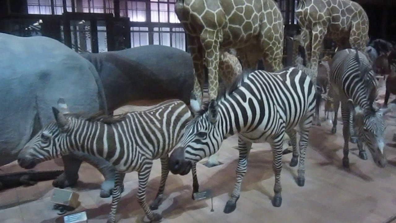 Музей эволюции#Galerie de l`Evolution#Gardin des plantes# Сад растений#PARIS