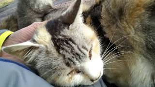 雨上がりの公園で野良猫が次々に膝の上に乗ってくる