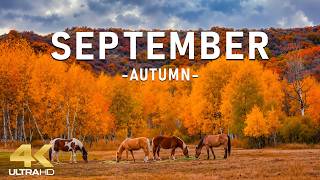 Autumn in September 4K 🍂 Welcome to Fall 2026 | Golden Meadows, Forest Views & Peaceful Ambience
