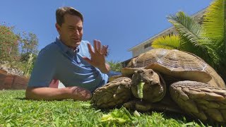 Turtles are the 'perfect pet' for people looking to slow things down screenshot 4