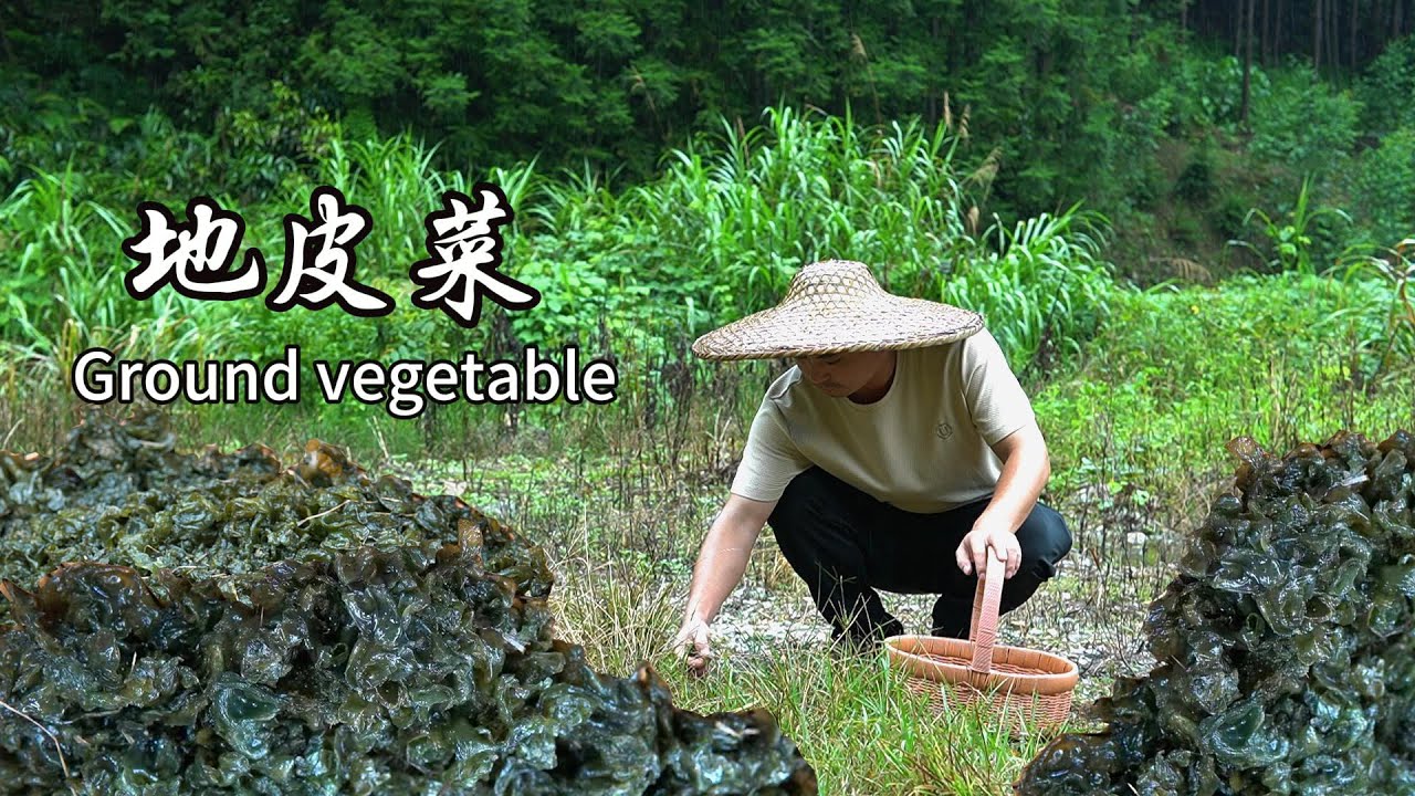 雨後的大山裡，藏著鮮美難洗食材，地皮菜。這是大自然的饋贈，採摘一籃子，用三种不同的做法烹饪不一樣的菜肴，和家人分享這道難得的食物。#中国美食 #家庭菜 #传统文化 #cooking #美食 #地皮菜