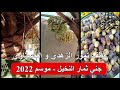 قطف تمور الزهدي و الخستاوي موسم ٢٠٢٢ قطف تمور الزهدي و الخستاوي موسم ٢٠٢٢