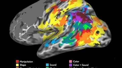 Concept Representation in the Human Brain