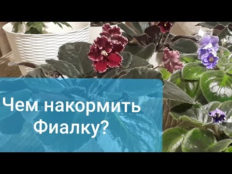 Чем накормить фиалку!