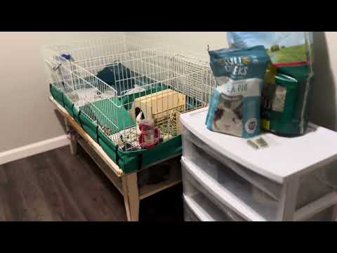 Mid West Homes for Pets Guinea Habitat Plus Guinea Pig Cage
