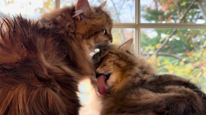 Video 11817051: siberian cat grooming, adorable siberian cat, adorable felines, loves grooming, kitty cleaning