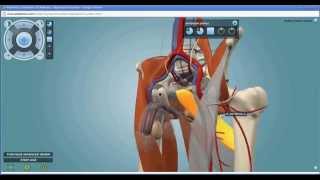 Male Reproductive System screenshot 4