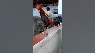 si menit ayam bang antoni