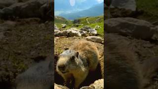 Groundhog Finds GoPro
