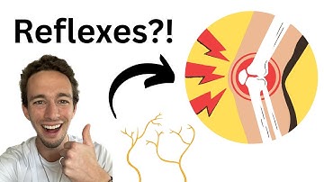 Spinal Cord - Physiology & Reflexes