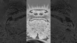 You are so beautiful - Spider focus stacking
