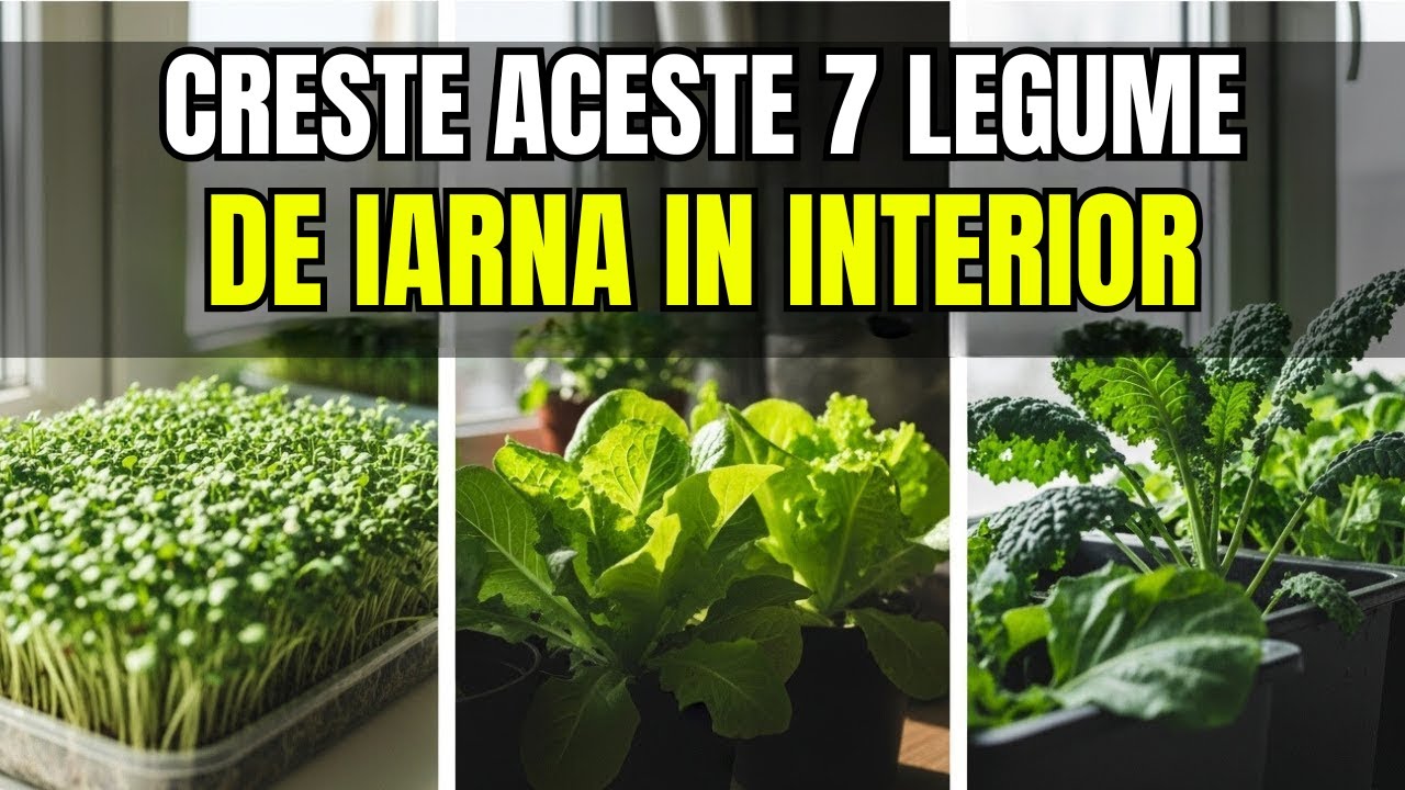 Cultivă Aceste 7 Legume De Iarnă În INTERIOR Pentru O Recoltă Rapidă