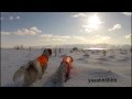 English setters in iceland setter inglese islanda