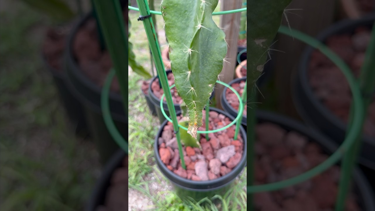 Thumbnail for ReGrafting A Seedling, a 2:43 short by Jason Gentile.
