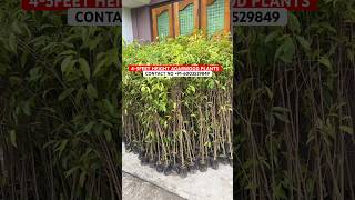Big Size agarwood plants wholesale nursery #agarwood #agarwoodfarming #agarwoodtree #plants #farming