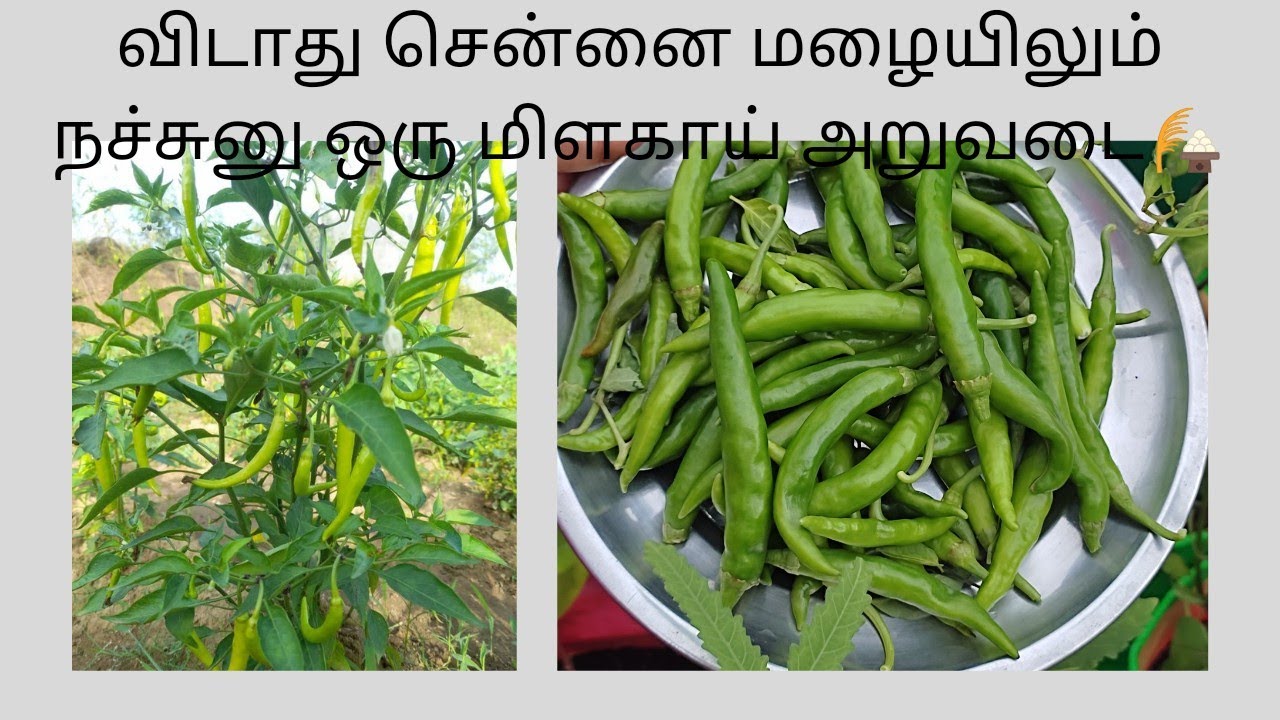 How I harvested a lot of Chilli in the terrace garden in an Easy WAY