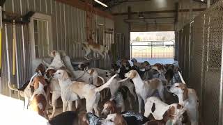 Getting Ready To Walk Out The Hounds At Mells Foxhounds