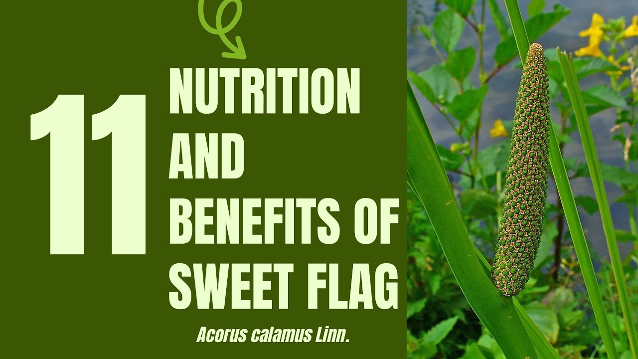 11 Medical Uses and Health Benefits of Sweet Flag (Acorus calamus