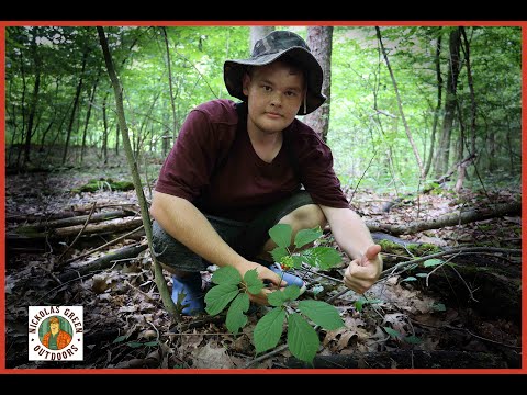 Pre-Season Ginseng Hunting 2024 + Digging My First Root (2021)