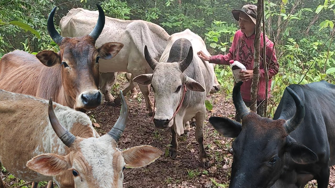 พาหลาน2คนไปตามหาวัวที่ปล่อยไว้ในป่าหน้าฝน ตามหาหลายชั่วโมงกว่าจะเจอ ป่าสวยงามมาก