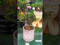 Beautiful plant portulaca flower garden #shorts #garden #plants #portulacaflower