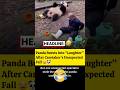 Panda Bursts Into &ldquo;Laughter&rdquo; After Caretaker&rsquo;s Unexpected Fall 😂🐼 #funny #viral #viralvideo #panda