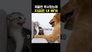 무서웠던 골든리트리버가 아기 고양이의 베개가 됐어요 🐶🐱