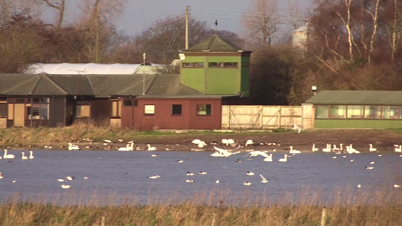 gardeners supply catalog Martin Mere Swans Landing