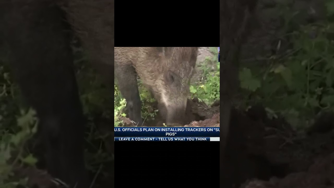 Super Pigs Leviticus 11