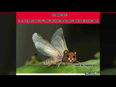 Spooky Skrry Skellobones Vs Moth Meme Youtube