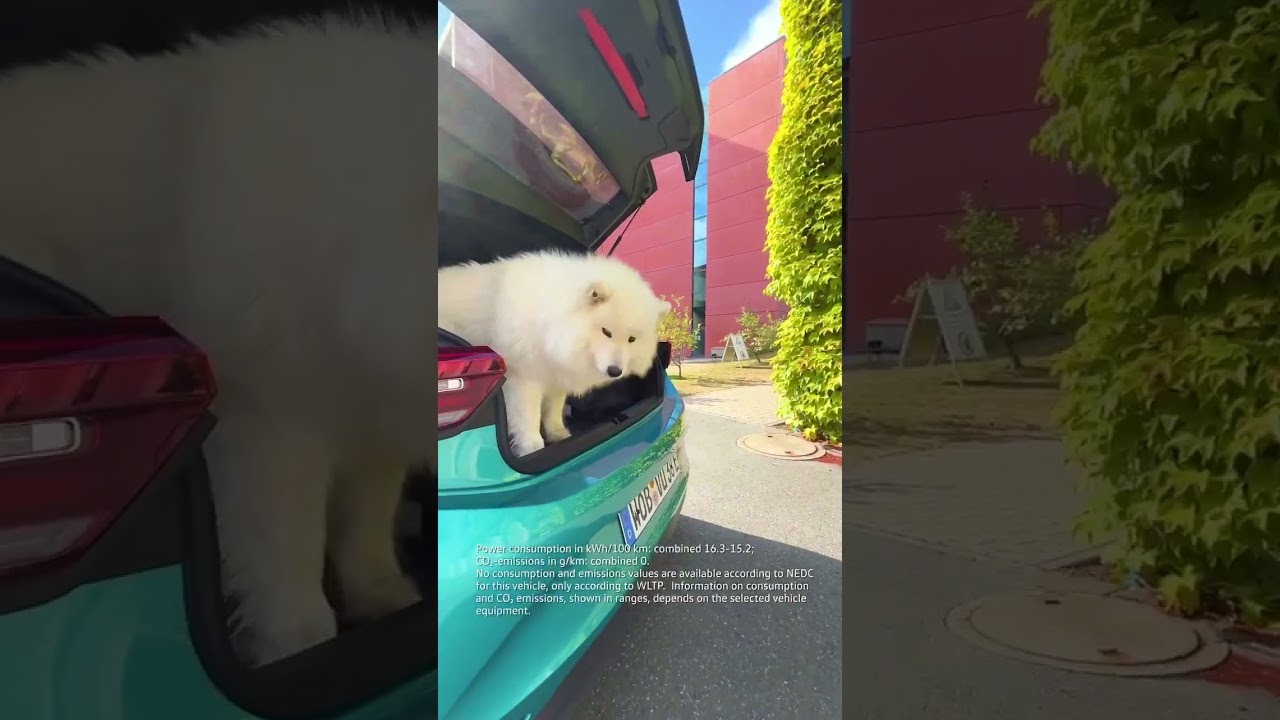 For furry companians.💙