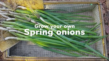 How to Grow Spring Onions Easily | Love The Garden UK