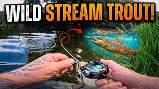 Wild Stream Fishing for Trout