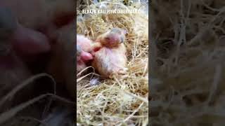 Download Lagu berapa kali piyik merpati diberi makan MP3