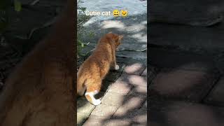 Cats You Will Remember And Funny Funny Cat Video 2023