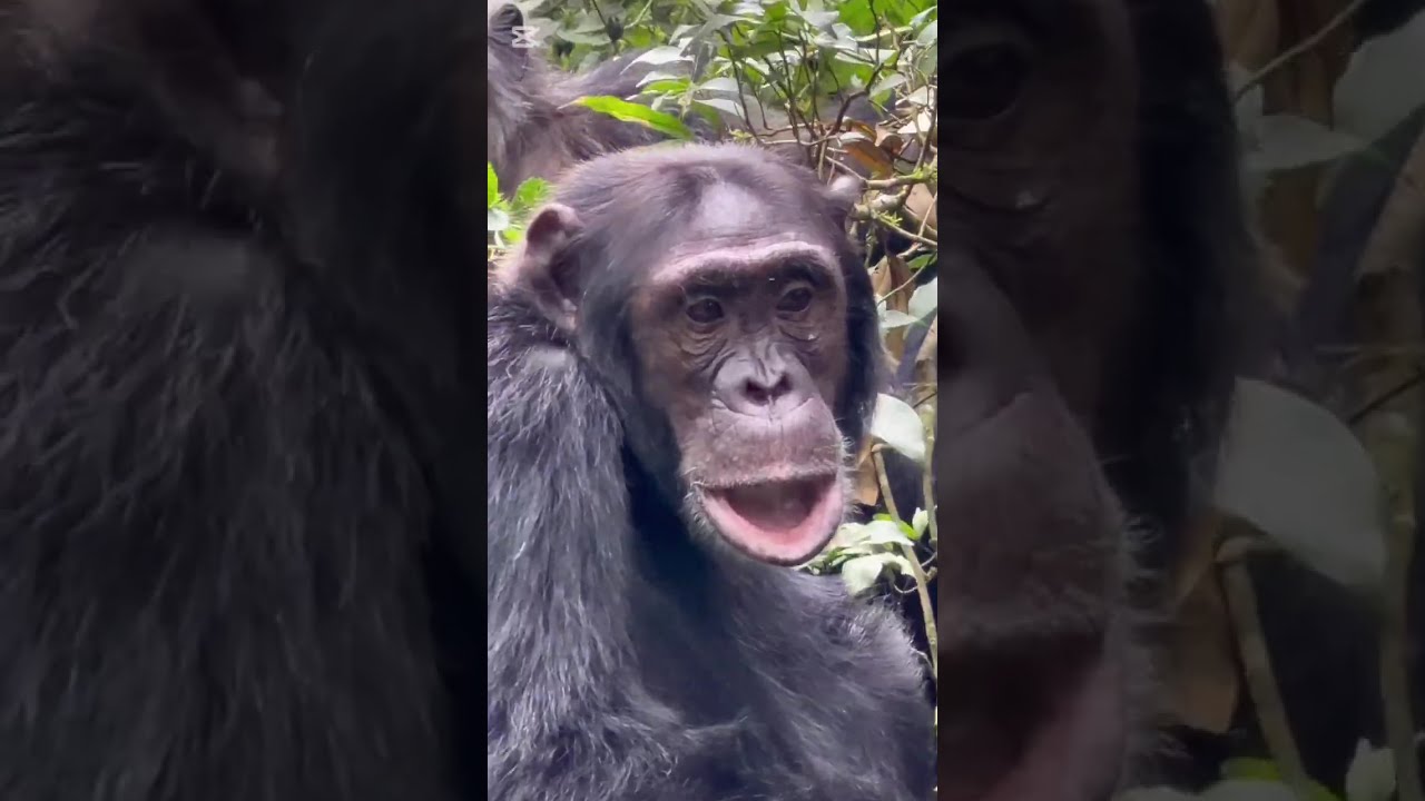 Chimpanzees in kibale National Forest Park 