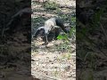 Komodo dragon - female 5yo
