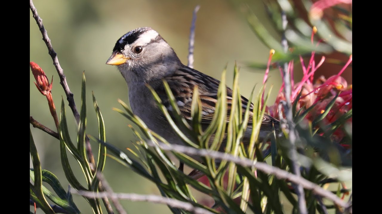 Arboretum Morning Pond Soundtrack