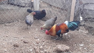 2tug noob qaib qus txuam pom1 khav kawg li lawm