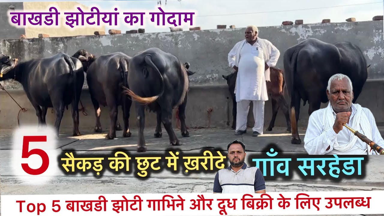 5 बाखडी झोटीया बिक्री के लिए उपलब्ध हैं सस्ते रेट में ख़रीद Best Bakhdi Buffalo for sale Buffalo 
