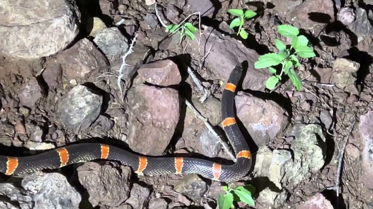 Culebra Narizona (Rhinocheilus antonii) - MEXICAN LONG-NOSED SNAKE