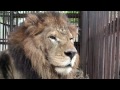 Lion Ark Diary 7: Colo Colo, Muneca and Lulu