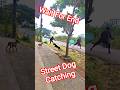 Rahman Dakait Entry Dog Catch City #ytviral #animalstvvlog #shorts #pets #amazing