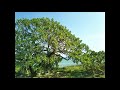 えんどうの花 金城栄治作詞・宮良長包作曲 Pea's flower