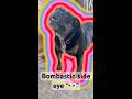 Dog giving side 👀 #funny #dog #shortsvideo