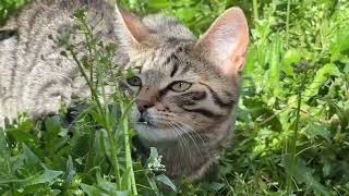 Catseries My Name Is Fumiko