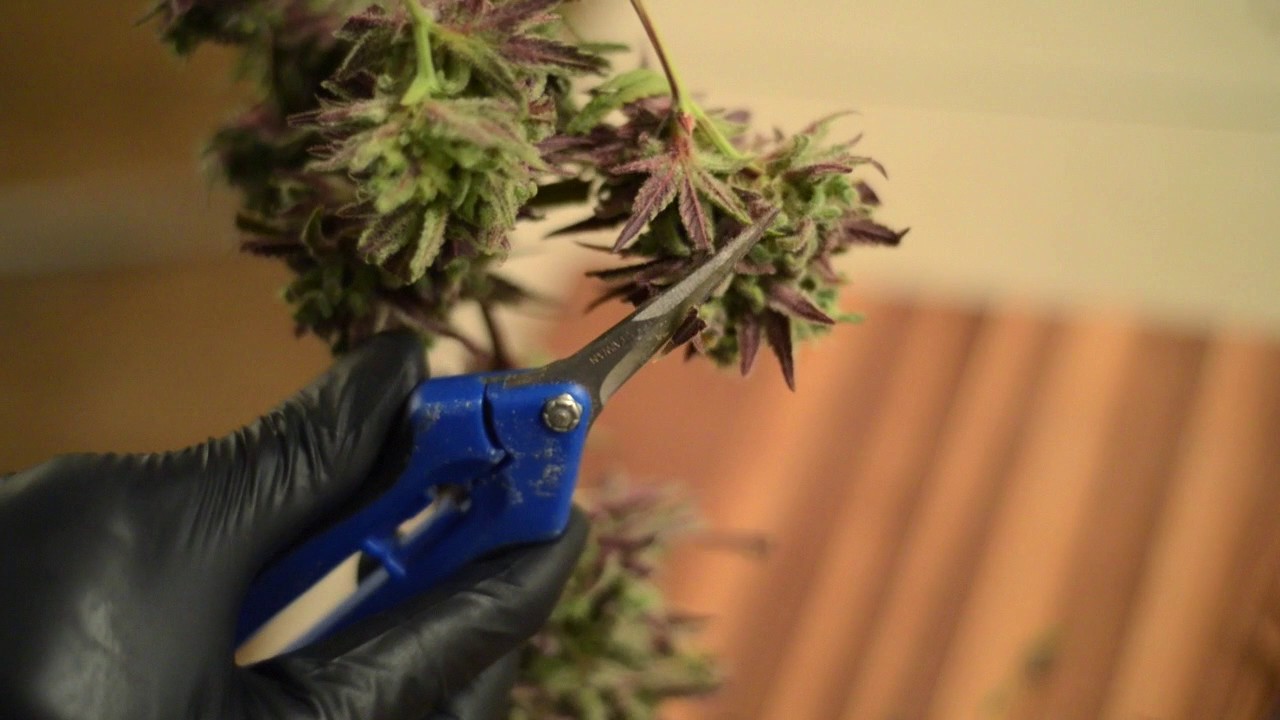 TreeHawk Farms:  Chocolate Thai