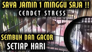 CARA MUDAH MENYEMBUHKAN DAN MENGGACORKAN BURUNG CENDET STRESS ( MACET BUNYI )